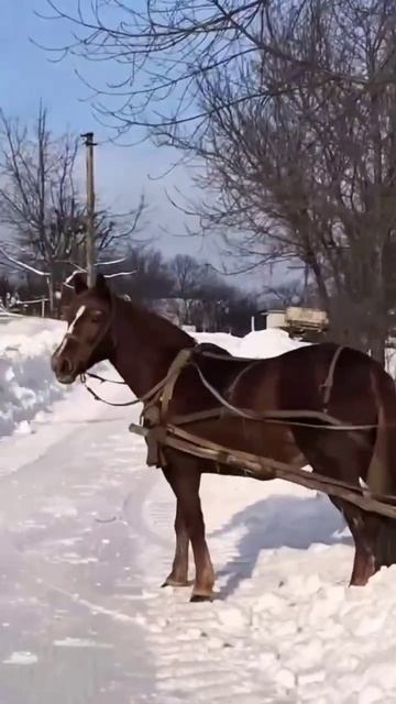 С наступающим старым новым годом 🎄 😁 смотреть онлайн