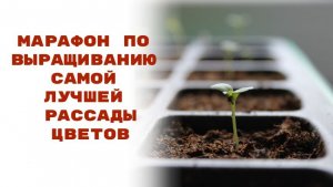 Выращиваем цветы правильно.
