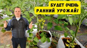 Готовим теплицу к самому раннему урожаю — важный этап!