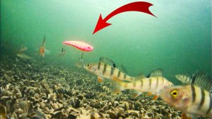 Рыбалка 2026! Судак на вибы! Подледная съемка