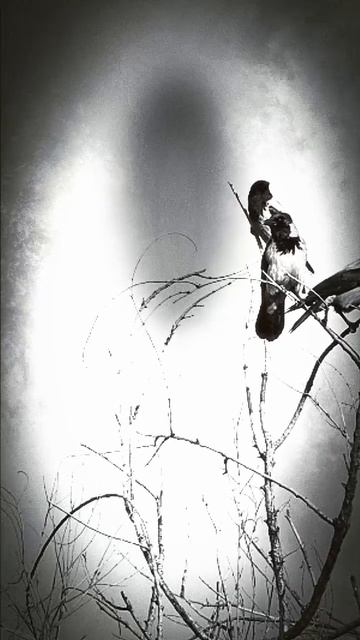 GugaST project-Ängste смотреть онлайн