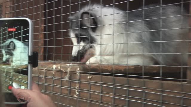 " Серебро севера " (4) Деревня ездовых собак. Лисы смотреть онлайн