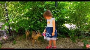 ВАУ! У Ангелины и Люси теперь целых ЧЕТЫРЕ КОСУЛЁНКА в друзьях!