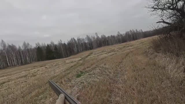 Туман 4.5 месяцев ЭГ впервые отдал голос по зайцу. Охота на зайца смотреть онлайн