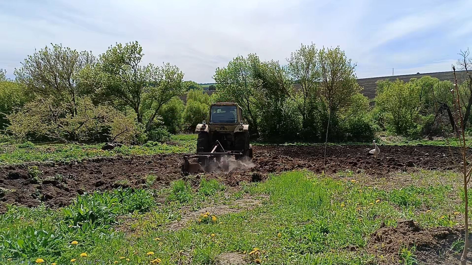 Трактор пашет мой огород на склоне. Выравниваю огород после трактора. смотреть онлайн
