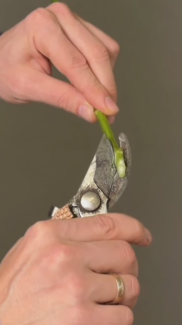 ❓ Как правильно подрезать ХРИЗАНТЕМУ?