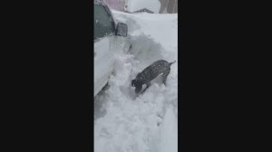 Снежная Атлантида. Камчатка утопает в сугробах выше человеческого роста