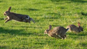 Заиц или заец