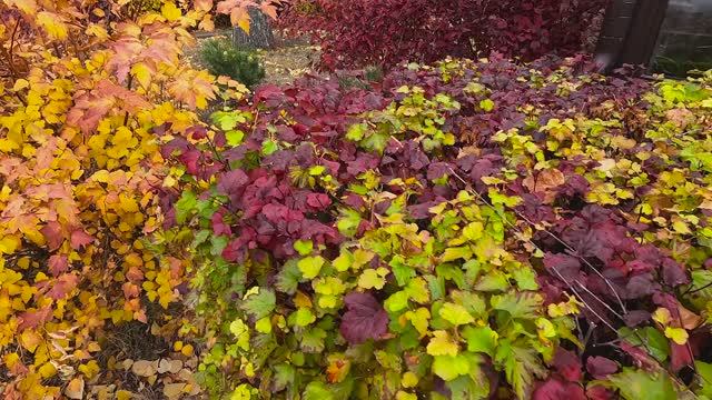 Белокуриха туманная-24_День 8 смотреть онлайн