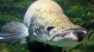 Рыбак поймал умеющую дышать воздухом арапаиму весом 160 кг