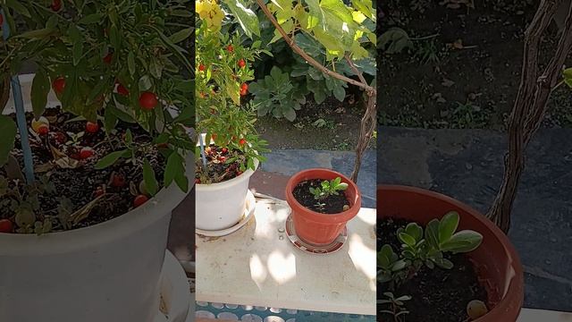 благовест созрел.