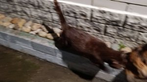 Вечерняя прогулка