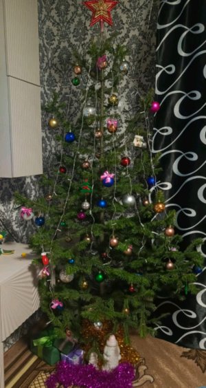 🎉❄️🎄🎄🎄❄️🎉