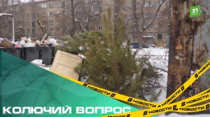 Колючий вопрос. Как правильно избавляться от елок после праздников?