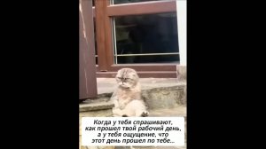 #смешныевидео -448