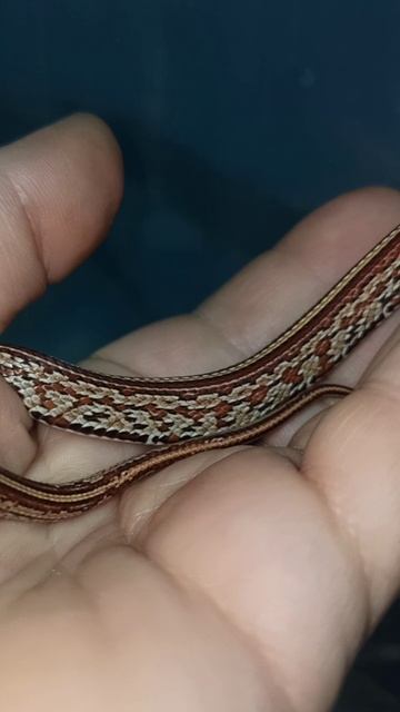 Малыш маисового полоза №7. Продаётся! 12 января 2025 г. смотреть онлайн