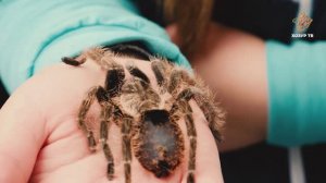 Дәһшәтле һәм агулы | Гаҗәеп дөнья серләре. Бөҗәкләр дөньясы