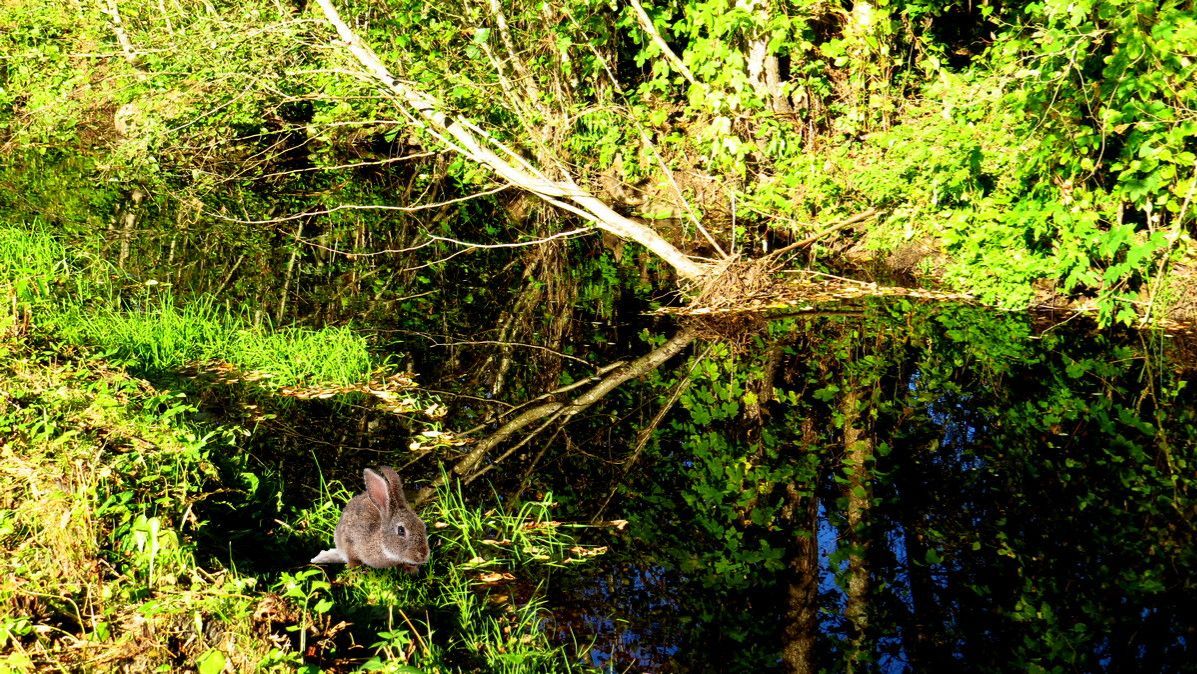 Середина сентября. Речушка. смотреть онлайн