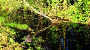 Середина сентября. Речушка.