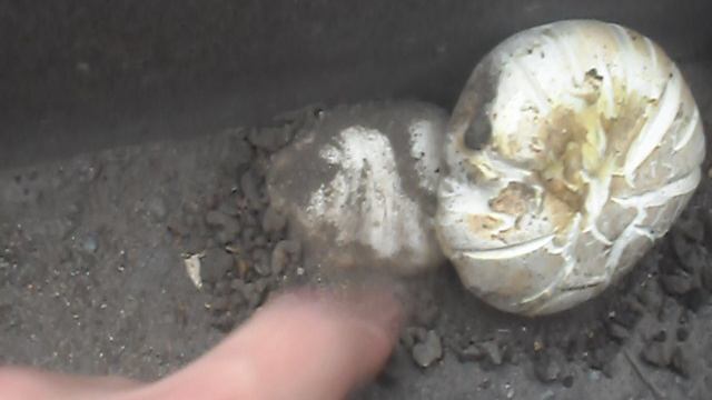 Грибы на асфальте смотреть онлайн