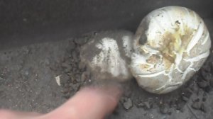 Грибы на асфальте