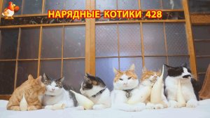 Нарядные Котики расслабляются на солнышке 🌞 🐈🐈🐈 (428)