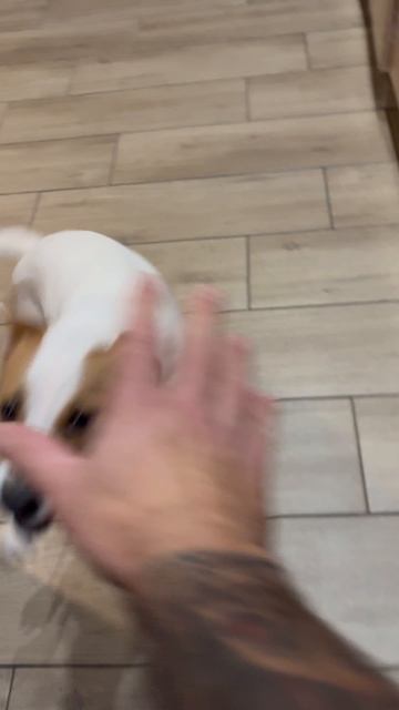 Питомец смотреть онлайн