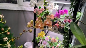 Полив ОРХИДЕЙ 💦 Обрезка цветоносов/ Секреты ухода, 1 часть✅ #орхидеи