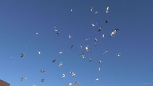 Утро в деревне. Бойные голуби разбудили соседей