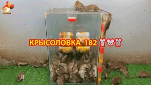 Крысоловка вариант (182) 🐀 Как сделать крысоловку своими руками и поймать кучу крыс 🐀🐁🐀