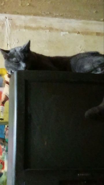 Кот Атос иногда любит поспать высоко! #shorts #котатос #животные #коты #кошачийсон смотреть онлайн