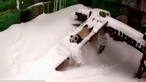 Панда Катюша радуется снегу и катается с горки: Московский зоопарк показал кадры.