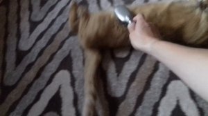 Рыжий танец