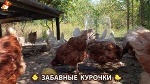 Забавные курочки несушки на сельском подворье 🤗😂😜 (91)