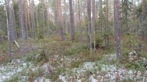 1 ноября 2025. Охота на бобра