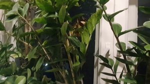 Старый Новый год