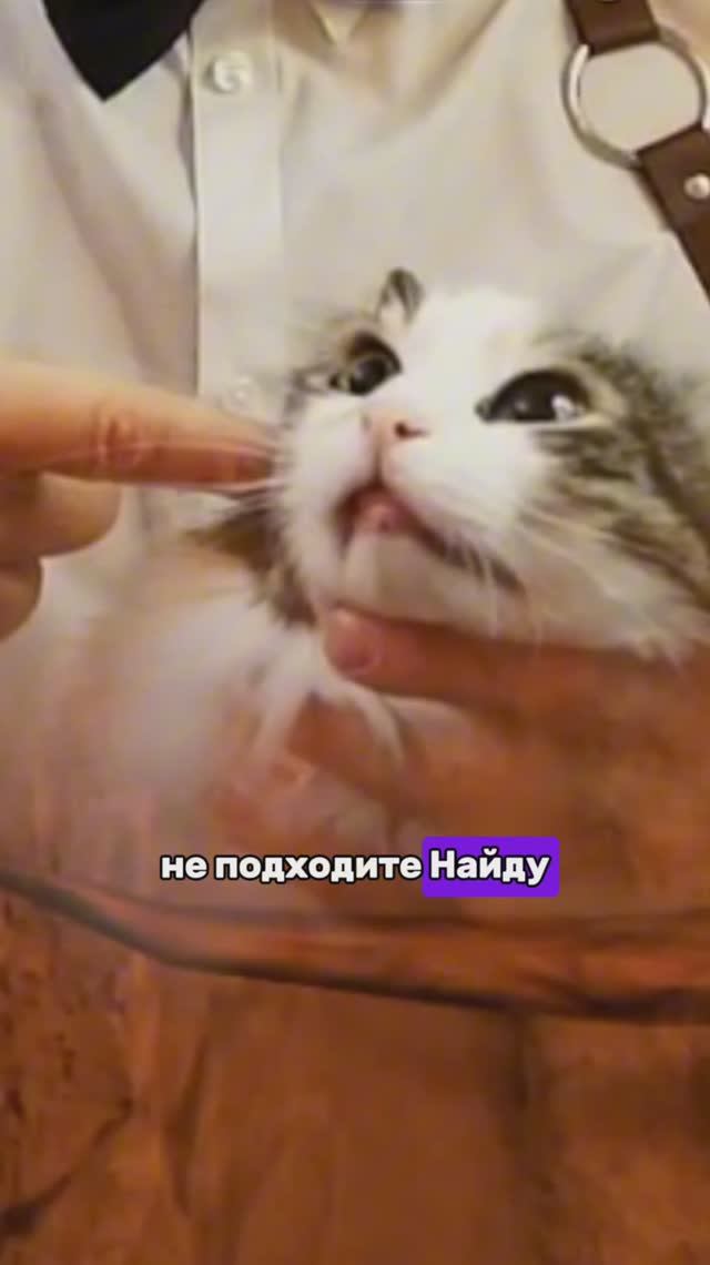 Дневники кошки смотреть онлайн