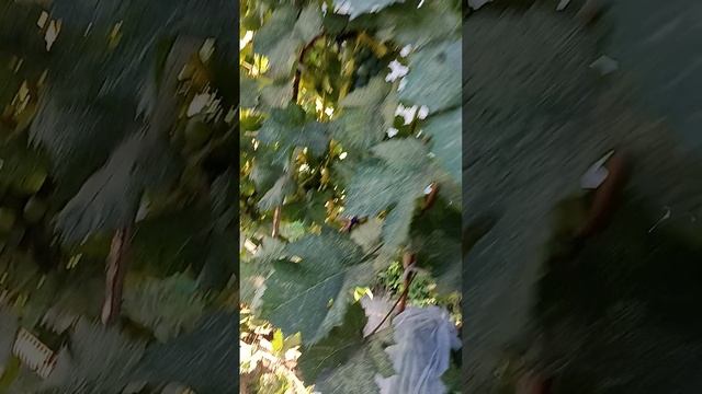 трагическая история про виноград.