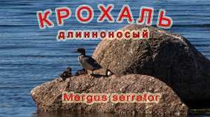 длинноносый крохаль