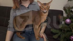 Хозяйка самого красивого кота в мире рассказала о подготовке к выставкам