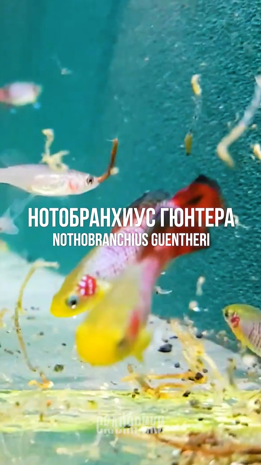 Нотобранхиус Гюнтера  — маленькое яркое чудо смотреть онлайн