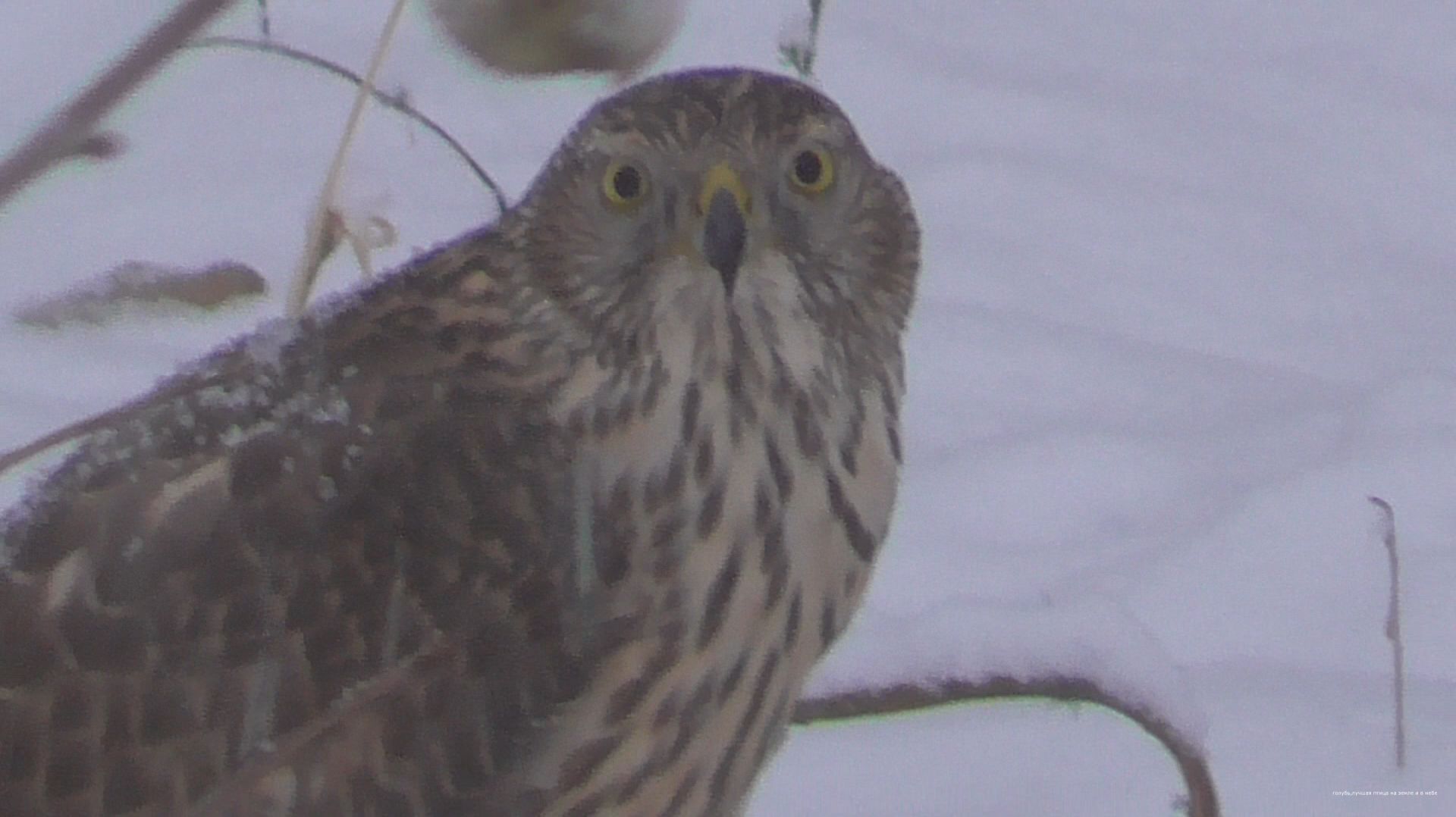 Первый снег, первая печаль Ястреб поймал дикого голубя смотреть онлайн