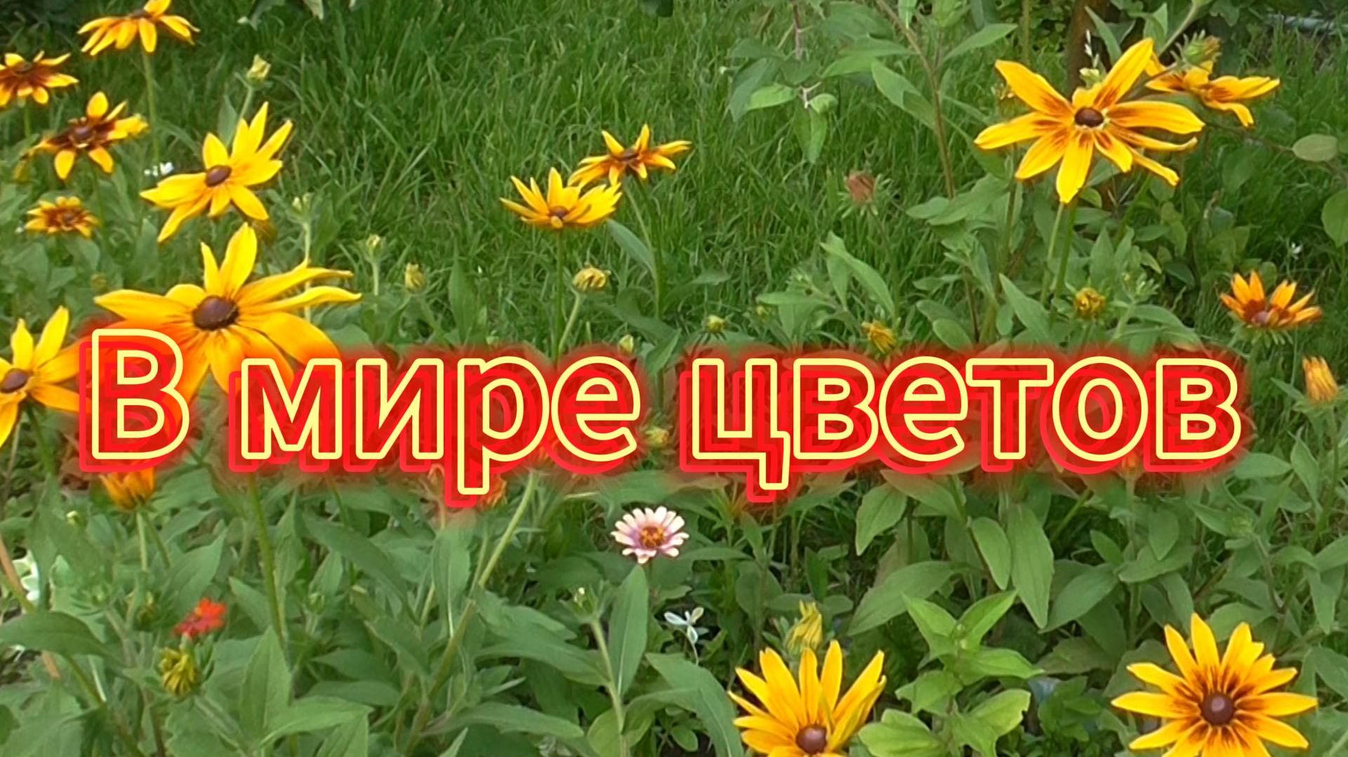 В мире цветов так тепло и прохладно... Доброго дня Всем! смотреть онлайн