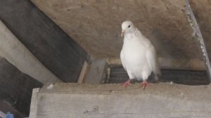 Белый голубь, который улетел от меня весной, вернулся осенью в голубятню