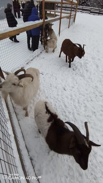 Лосиная биостанция. Козы смотреть онлайн