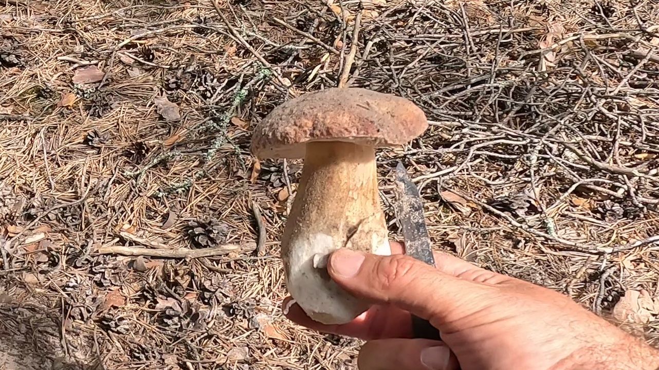 От боровиков до подберезовиков и маслят. Грибное лето 2025 года смотреть онлайн