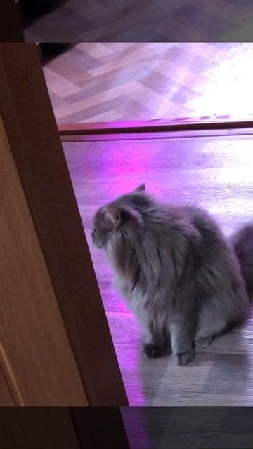 Кот Маркиз беседует