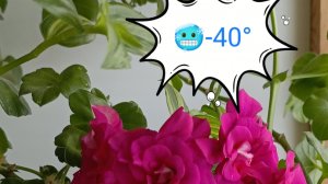 Как сохранить растения на подоконнике в холода