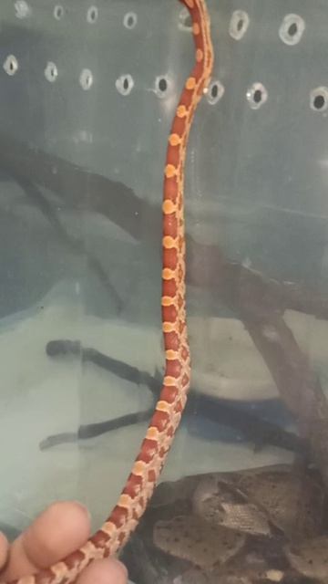 Малыш маисового полоза №2. Продаётся! 12 января 2026 г. смотреть онлайн