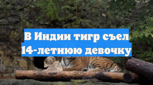 В Индии тигр съел 14-летнюю девочку